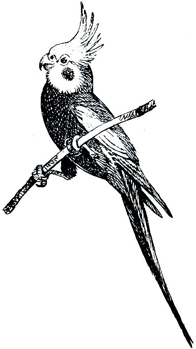 Рис 196. Нимфовый попугайчик (Nimphicus hollandicus)