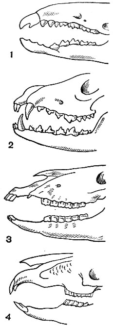 Рис. 4. Схема строения зубного ряда у некоторых млекопитающих: 1 - бурозубка; 2 - лисица; 3 - лошадь; 4 - заяц