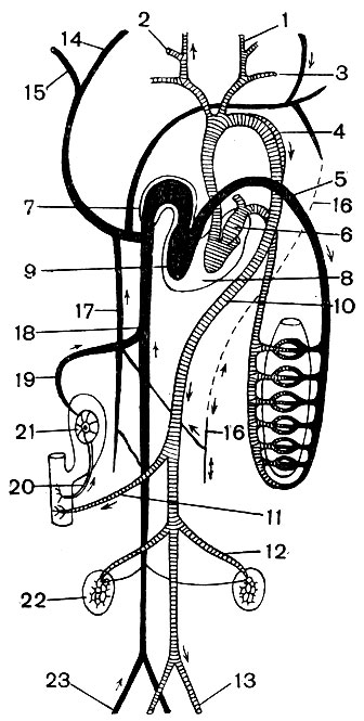 Рис. 5. Схема строения кровеносной системы млекопитающих: 7 - внешняя сонная артерия; 2 - внутренняя сонная артерия; 3 - подключичная артерия; 4 - дуга аорты; 5 - легочная артерия; 6 - левое предсердие; 7 - правое предсердие; 8 - левый желудочек; 9 - правый желудочек; 10 - спинная аорта;. 11 - внутренностная артерия; 12 - почечная артерия; 13 - подвздошная артерия; 14 - яремная вена; 15 - подключичная вена; 16 - левая непарная вена; 17 - правая непарная вена; 18 - задняя полая вена; 19 - печеночная вена; 20 - воротная вена печени; 21 - печень; 22 - почка; 23 - подвздошная вена