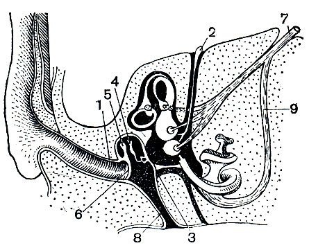 Рис. 6. Схема органа слуха млекопитающего: 1 - наружный слуховой проход; 2 - эндолимфатический канал; 3 - круглое окно; 4 - наковальня; 5 - молоточек; 6 - барабанная перепонка; 7 - слуховой нерв; 8 - евстахиева труба; 9 - нерв улитки