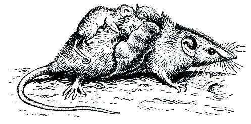 Рис. 22. Желтоногая сумчатая мышь (Antechinus flavipes) с детенышами