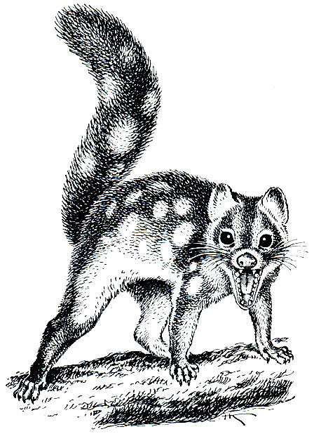 Рис. 24. Тигровая кошка, или сумчатая куница (Dasyurops maculatus), в позе угрозы