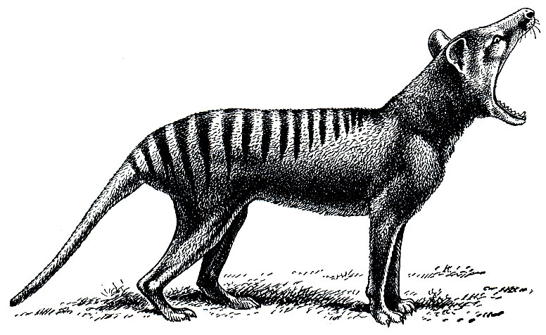 Рис. 25. Сумчатый волк (Thylacinus cynocephalus)