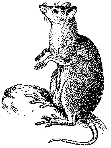 Рис. 31. Мускусная кенгуровая крыса (Hypsiprymnodon moschatus)