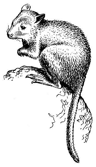 Рис. 32. Рыжая кенгуровая крыса (Bettongia)