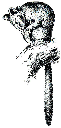 Рис. 35. Древесный кенгуру (Dendrolagus)