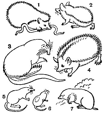 Таблица 5. Насекомоядные: 1 - обыкновенный еж (Erinaceus europaeus); 2 - ушастый еж (E. auritus); 3 - выхухоль (Desmana moschata); 4 - лысый еж (Erinaceus hyromelas); 5 - водяная кутора (Neomys fodiens); 6 - путорак (Diplomesodon pulchellum); 7 - европейский крот (Talpa europaea)