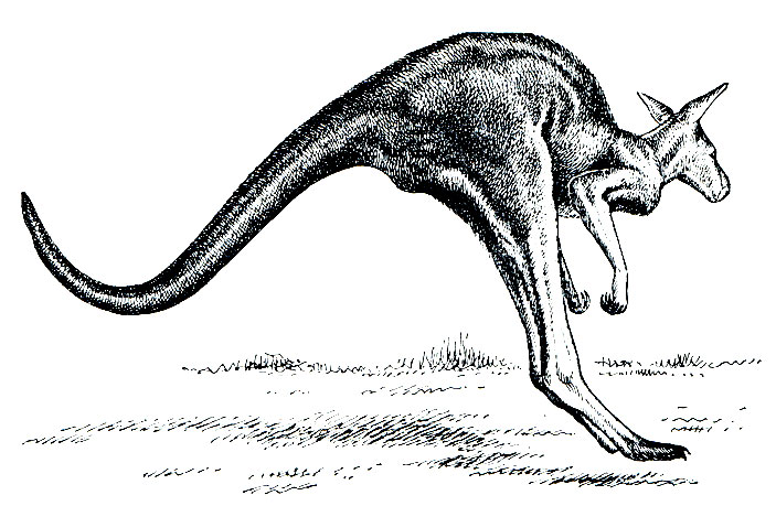 Рис. 37. Большой серый кенгуру (Macropus major) в прыжке