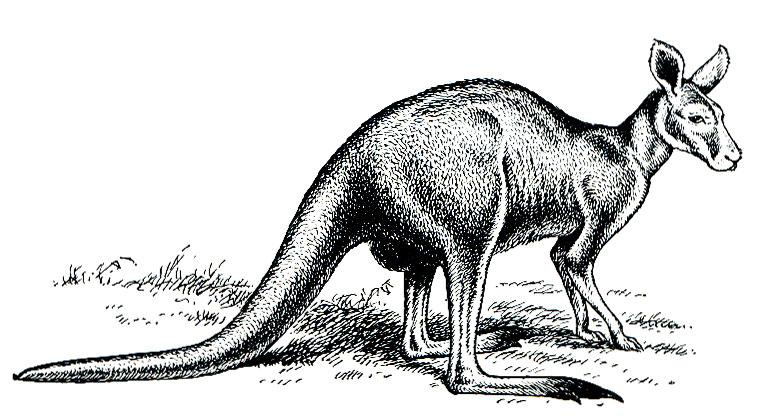 Рис. 38. Большой рыжий кенгуру (Megaleia rufa)