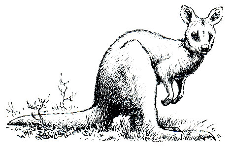 Рис. 39. Валлару (Osphranter), или горный кенгуру
