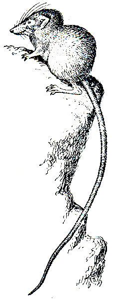 Рис. 44. Малый тенрек (Microgale longicaudata)