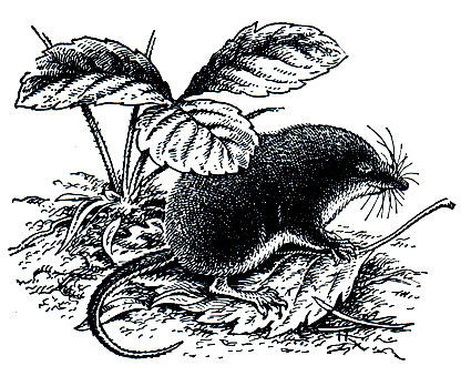 Рис. 49. Обыкновенная бурозубка (Sorex araneus)