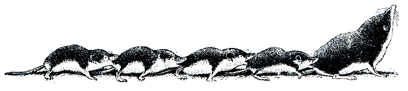 Рис. 53. Белобрюхая белозубка (Crocidura leucodon)