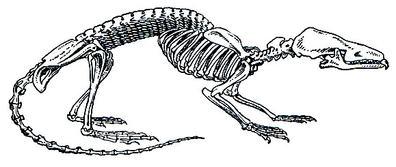 Рис. 56. Скелет прочноскелетной землеройки