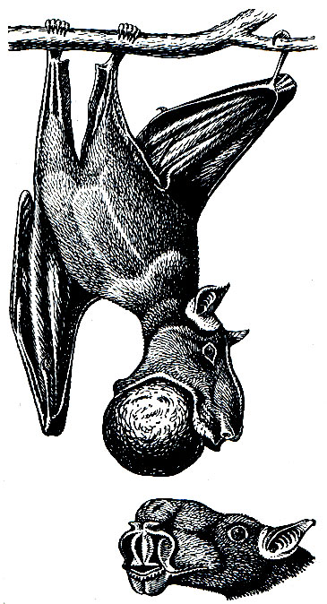 Рис. 63. Молотоглав (Hypsignathus monstrosus)