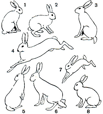 Таблица 10. Зайцеобразные: 1 - заяц-беляк (Lepus timidus) в зимнем меху; 2 - заяц-беляк в летнем меху; 3 - заяц-русак (L. europaeus) летнем меху; 4 - заяц-русак в зимнем меху; 5 - американский чернохвостый заяц (L. californicus); 6 - американский белохвостый заяц (L. campestris); 7 - заяц-толай (L. tolai); 8 - маньчжурский заяц (Caprolagus brachyurus)