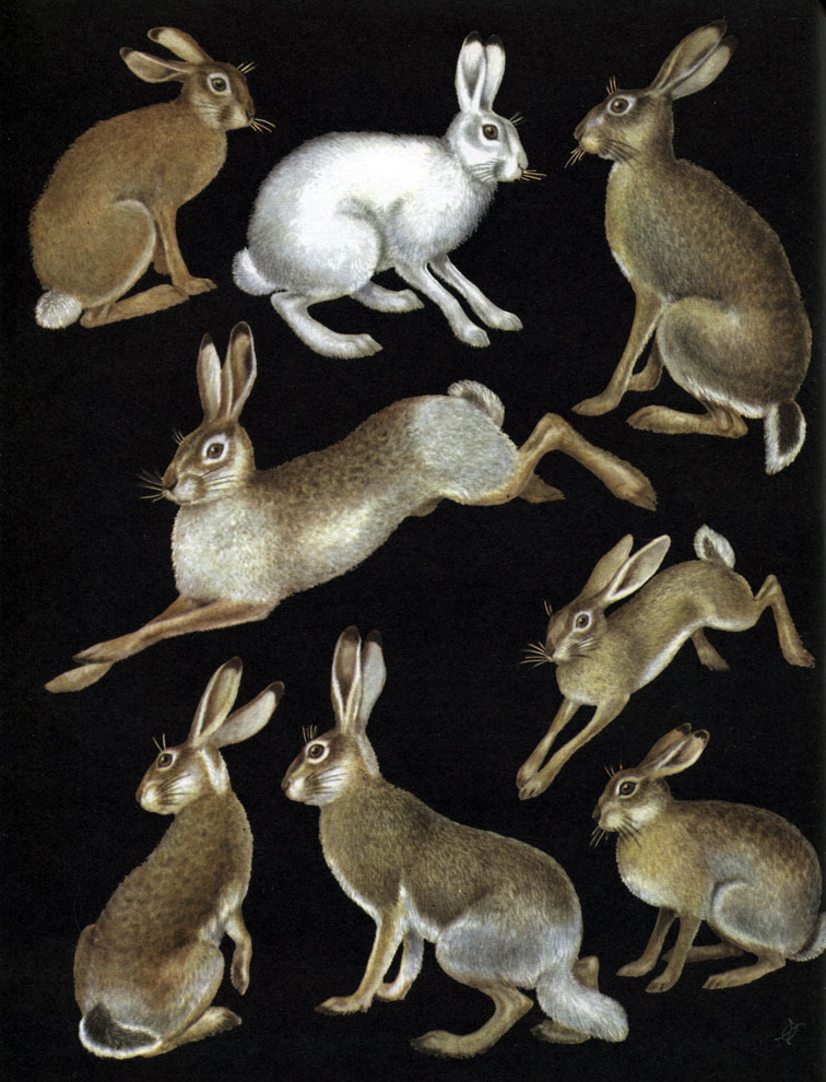 Таблица 10. Зайцеобразные: 1 - заяц-беляк (Lepus timidus) в зимнем меху; 2 - заяц-беляк в летнем меху; 3 - заяц-русак (L. europaeus) летнем меху; 4 - заяц-русак в зимнем меху; 5 - американский чернохвостый заяц (L. californicus); 6 - американский белохвостый заяц (L. campestris); 7 - заяц-толай (L. tolai); 8 - маньчжурский заяц (Caprolagus brachyurus)