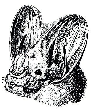 Рис. 66. Крупный копьенос (Megaderma lyra)