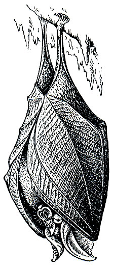 Рис. 67. Подковонос (Rhinolophus)