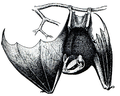 Рис. 69. Листонос (Phyllostomus)