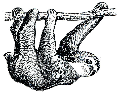 Рис. 77. Трехпалый ленивец (Bradypus tridactylus)