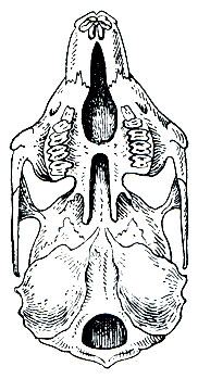 Рис. 83. Строение костного нёба у зайцеобразных (пищуха)