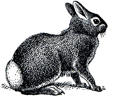 Рис. 90. Флоридский жесткошерстный кролик (Sylvilagus floridanus)