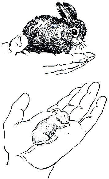 Рис. 89. Однодневные заяц-беляк (вверху); и кролик (внизу)