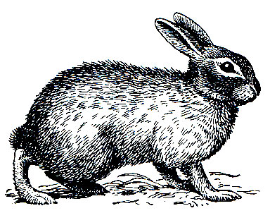 Рис. 91. Болотный кролик (Sylvilagus palustris)