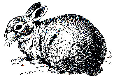 Рис. 92. Американский кролик-пигмей (Microlagus idachaensis)
