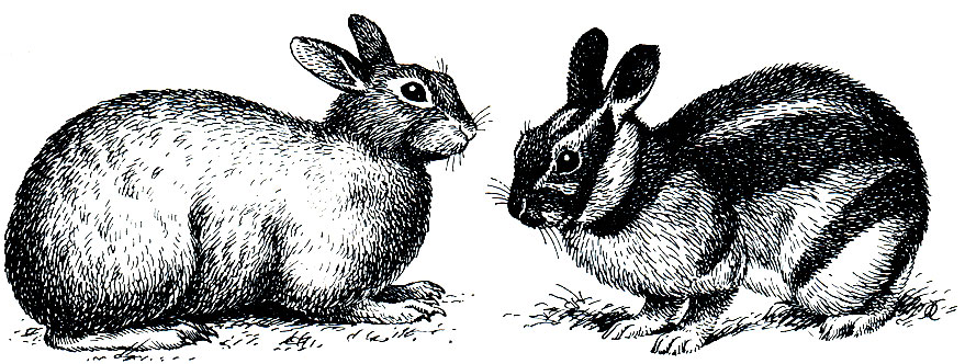 Рис. 93. Японский древесный заяц (Pentolagus furnessi) - слева; полосатый заяц (Nesolagus netscheri) - справа