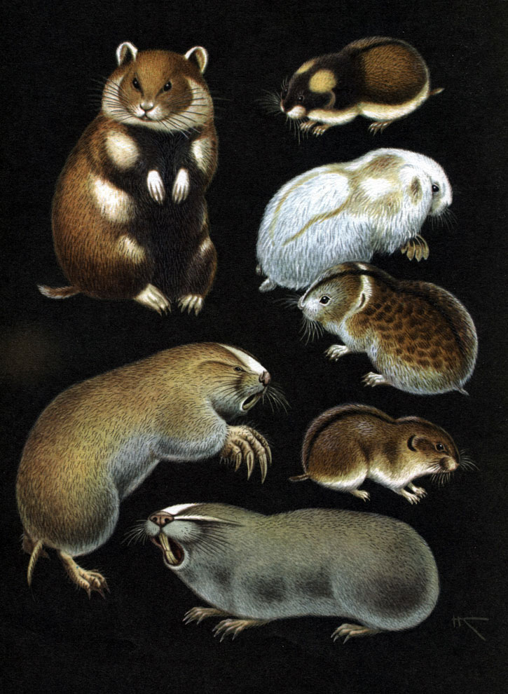 Таблица 14. Грызуны: 1 - хомяк (Cricetus cricetus); 2 - норвежский лемминг (Lemmus lemmus); 3, 4 - копытные лемминги (Dicrostonyx torquatus); 5  - сибирский лемминг (Lemmus sibiricus); 6 - цокор (Myospalax myospalax); 7 - малый слепыш (Spalax leucodon)