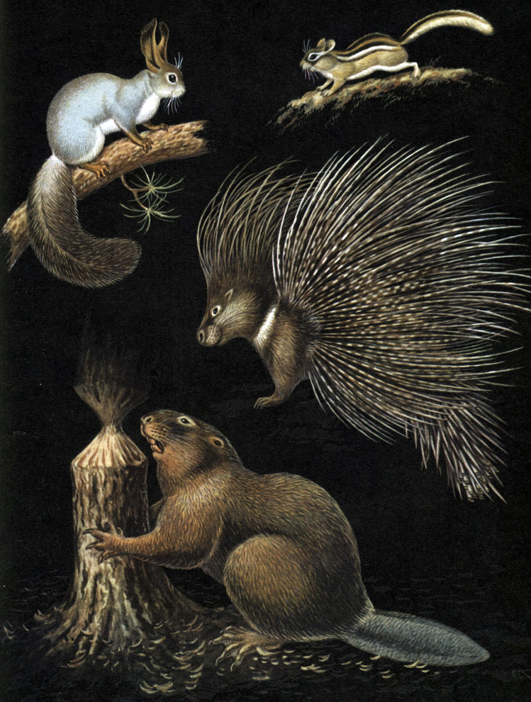 Отряд Грызуны (Rodentia) (А. П. Кузякин, П. П. Второв, Н. Н. Дроздов) [1971  - - Жизнь животных. Том 6. Млекопитающие, или звери]
