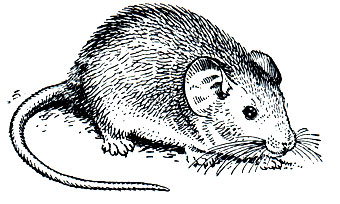 Рис. 103. Шиншилловая крыса (Abrocoma bennetti)