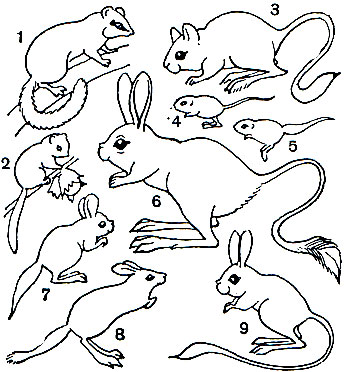 Таблица 15. Грызуны: 1 - лесная соня (Dryomys nitedula); 2 - орешниковая соня (Muscardinus avellanarius); 3 - мохноногий тушканчик (Dipus sagitta); 4 - пятипалый карликовый тушканчик (Cardiocranius paradoxus); 5 - трехпалый карликовый тушканчик (Salpingotus crassicauda); 6 - большой тушканчик (Allactaga major); 7 - толстохвостый тушканчик (Pygerethmus platyurus); 8 - тушканчик Житкова (P. zhitkovf); 9 - малоазийский тушканчик (Allactaga euphratica)