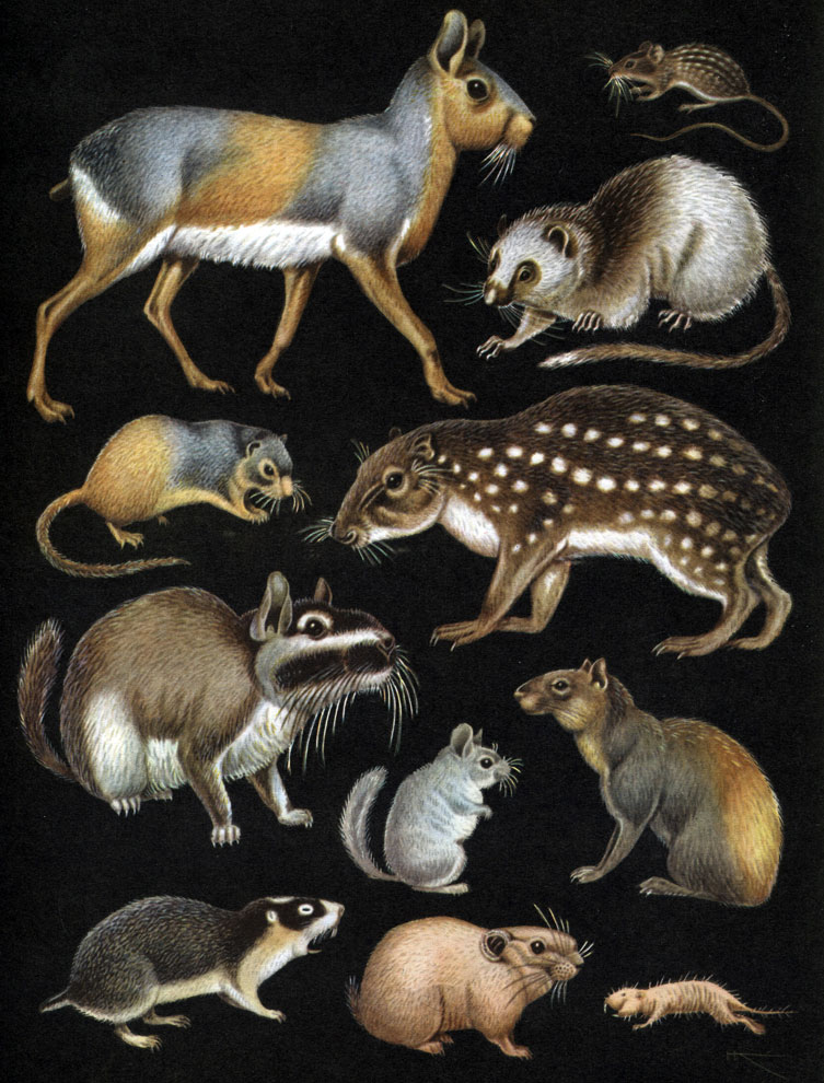 Таблица 16. Экзотические грызуны: 1 - мара (Dolichotis patagonica); 2 - пестрая мышь (Lemniscomys striatus); 3 - Phloemys cumingi; 4 - скальная крыса (Petromus typious); 5 - пака (Cuniculus раса); 6 - вискача (Lagostomus maximus); 7 - шиншилла (Chinchilla laniger); 8 - агути (Dasyprocta aguti); 9 - капский землекоп (Georychus capensis); 10 - гунди (Ctenodactylus gundi); 11 - голый землекоп (Heterocephalus glaber)
