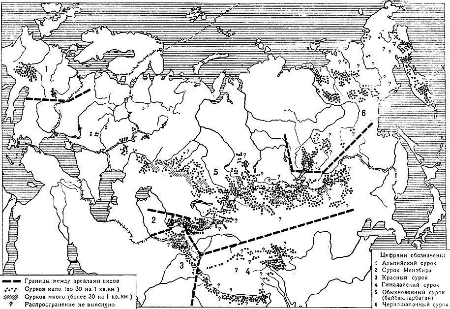 Карта 5. Современный ареал сурков в Евразии (по Д. И. Бибикову)