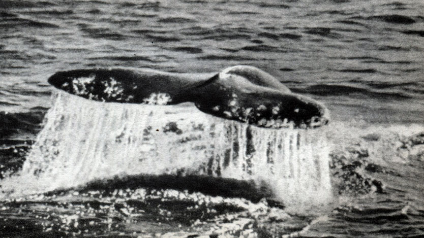 Таблица 17. Серый кит (Eschrichtius gibbosus). Выставляет хвост перед погружением