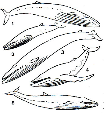 Таблица 18. Усатые киты: 1 - финвал (Balaenoptera physalus); 2 - малый полосатик (B. acutorostrata); 3 - синий кит (B. musculus); 4 - горбатый кит (Magaptera novaengilinae); 5 - сейвал (Balaenoptera borealis)