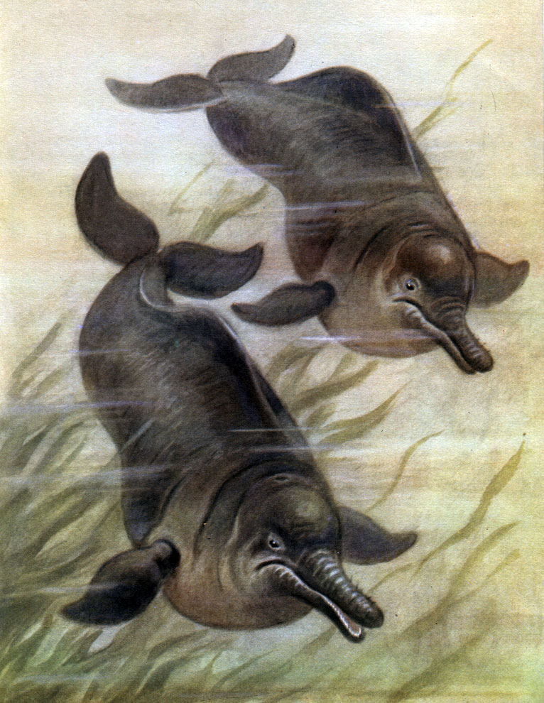 Таблица 19. Пресноводные дельфины (Platanista gangetica)