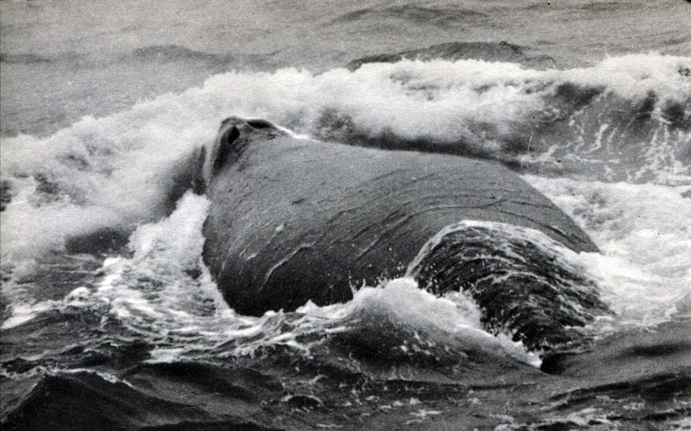 Таблица 20. Китообразные. Южный кит (Eubalaena glacialis)