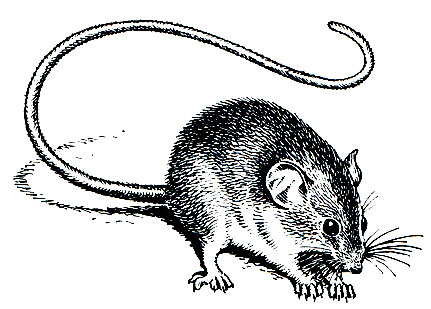 Рис. 121. Африканская мышь (Thamnomys venustus)
