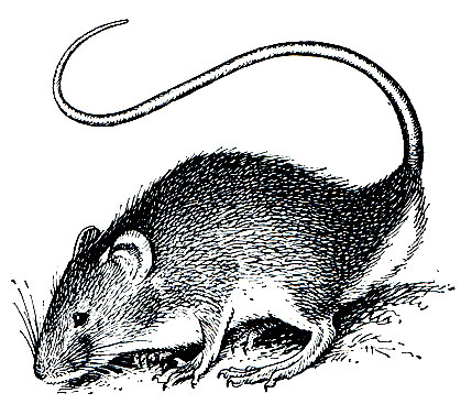 Рис. 122. Ржавоносая крыса (Oenomys hypoxanthus)