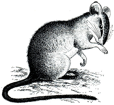 Рис. 124. Акациевая крыса (ThallomyS nigricauda)