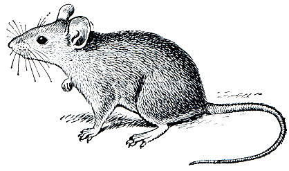 Рис. 125. Домовая мышь (Mus musculus)