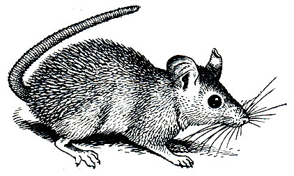 Рис. 128. Каирская мышь (Acomys cahirinus)