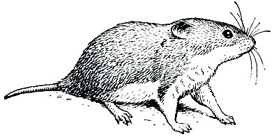 Рис. 130. Мешотчатая короткохвостая крыса (Saccostomus campestris)