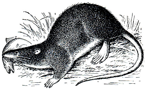 Рис. 136. Рыбная крыса (Ichtyomys hydrobates)