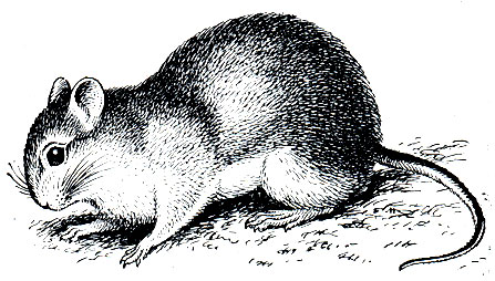 Рис. 135. Кроликовые крысы (Reithrodon physodes)