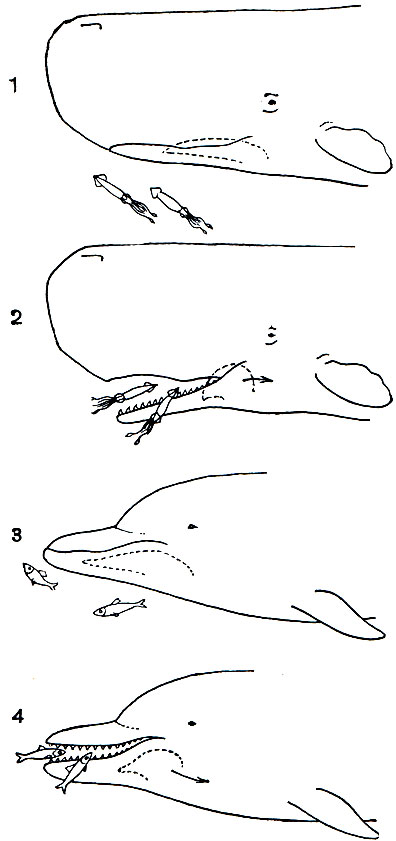 Рис. 140. Кашалот (1,2) и дельфин афалина (3,4) всасывающие добычу при раскрытии рта